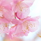初桜