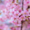 河津桜