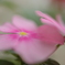 庭に咲く日々草