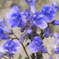 砂漠の花