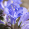 砂漠の花２