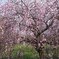 梅の花
