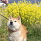 愛犬との散歩