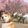 愛犬との散歩02