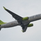 MST_6099