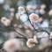 桜？梅？笑