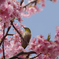 河津桜を狙うメジロ