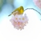 桜雲に乗る