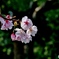 春（桜）