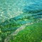  Algae　gradation