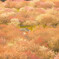 春色