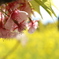 葉桜と黄色絨毯