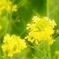 菜の花。