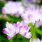 蓮華。