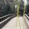 春