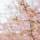 春