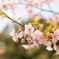 春