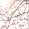 早春