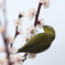 170301-5梅の蜜を吸うメジロ