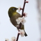 170301-6梅の蜜を吸うメジロ