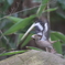 170301-10シメ♀の飛び出し