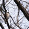 野鳥を探して　つみ　？