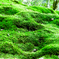 緑の草原その２
