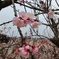 杏の花でお花見♪