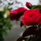 薔薇が好き