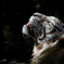 Ｗｈｉｔｅ　Ｔｉｇｅｒ　～春陽光を浴びて～