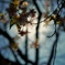 shine