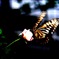 花から花へ