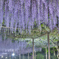 春の香り
