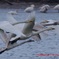 最上川スワンパークの白鳥さん