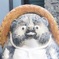 たぬきパイセン