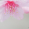 桜蜜