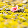 桜drop