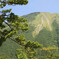 大山と松
