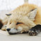 ＦＯＸ