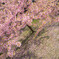 河津桜