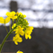 菜の花