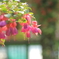 Spring earrings