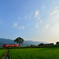 夏の田んぼ
