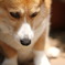 誰か取って…