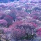 春の花園