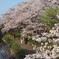 行屋川桜まつり