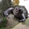 人懐っこい亀さん