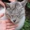 人に慣れた猫さん