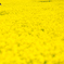 春 -菜の花-