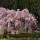 桜風